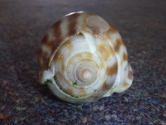 Phalium areola