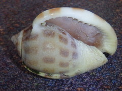 Phalium areola