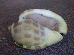 Phalium areola