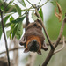 Little Red Flying Fox - Photo (c) Rolf Lawrenz, some rights reserved (CC BY), uploaded by Rolf Lawrenz