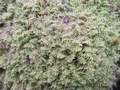 Lepidoziaceae