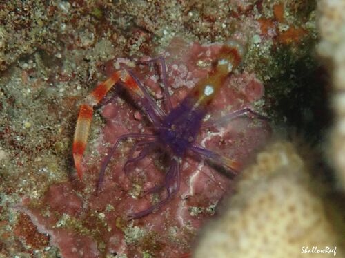 Stenopus tenuirostris, 2023-06-10