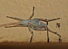 Cymatomera denticollis