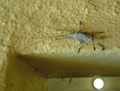 Cymatomera denticollis