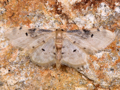 Idaea filicata, photo 2 of 10