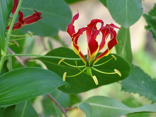 Gloriosa superba image