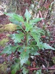 Phyllocladus aspleniifolius