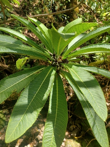 Cyanea macrostegia