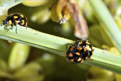Coccinella leonina