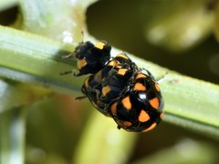 Coccinella leonina