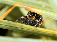 Coccinella leonina