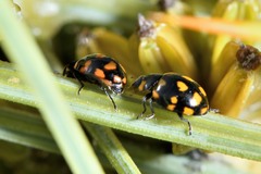 Coccinella leonina