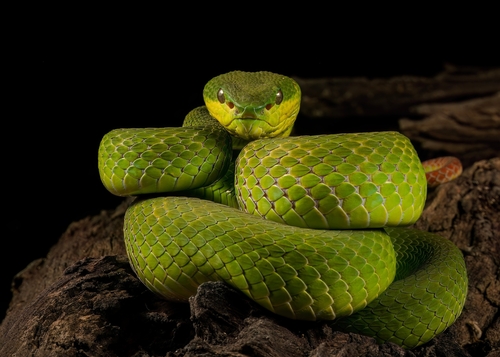 White-lipped Island Pitviper — seen at this dive site