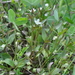 Swertia dichotoma - Photo (c) Павел Голяков,  זכויות יוצרים חלקיות (CC BY-NC), הועלה על ידי Павел Голяков
