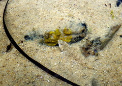 Gobiinae