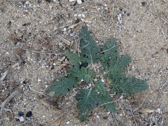Verbascum pinnatifidum