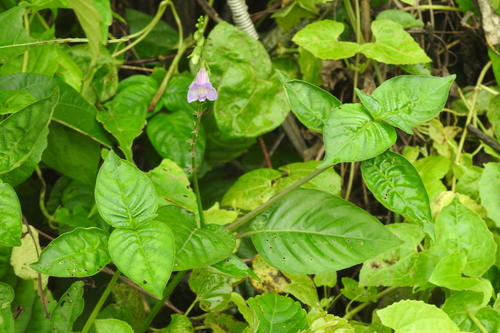 Image of Asystasia dalzelliana by (c) Manoj Karingamadathil, some rights reserved (CC BY-SA)