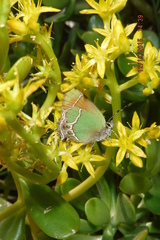 Callophrys xami