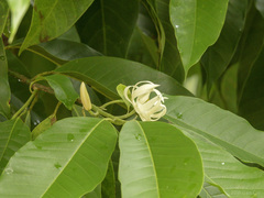 Magnolia × alba
