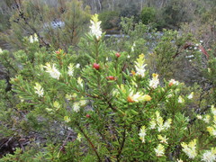 Orites revolutus