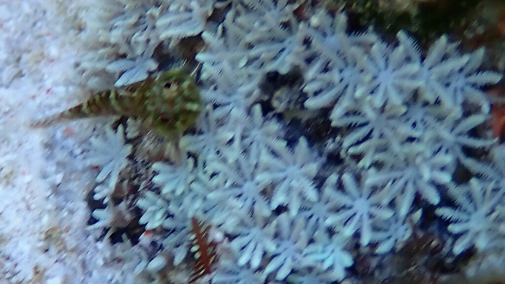 Halfblack Triplefin