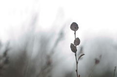 Betula humilis