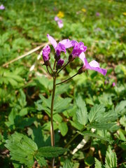 Cardamine quinquefolia