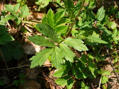 Cardamine quinquefolia
