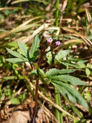 Cardamine quinquefolia