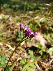 Cardamine quinquefolia