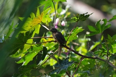 Colius striatus rhodesiae