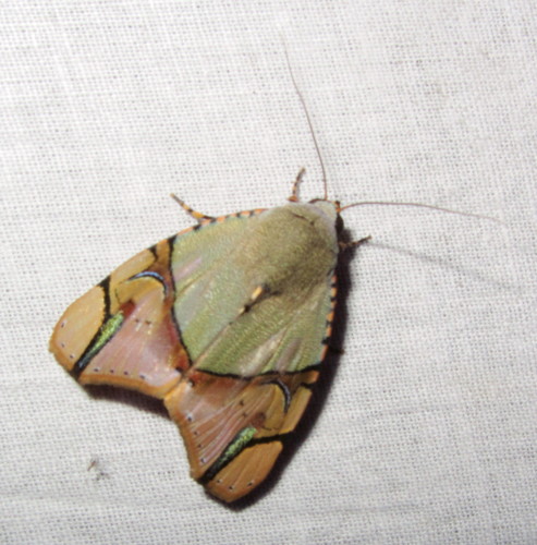 Subfamily Bagisarinae · iNaturalist