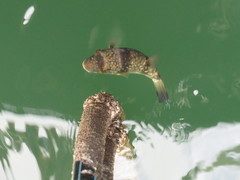 Chelonodontops patoca