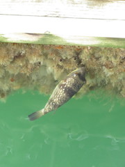 Chelonodontops patoca