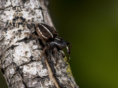 Attulus monstrabilis