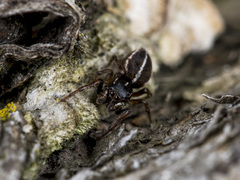 Attulus monstrabilis