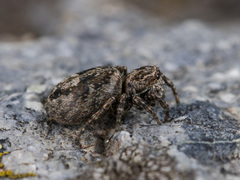 Attulus monstrabilis