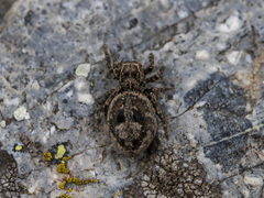 Attulus monstrabilis