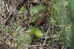 Hypargos niveoguttatus