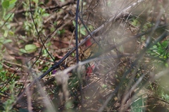 Hypargos niveoguttatus