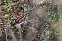 Hypargos niveoguttatus