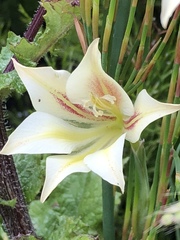 Gladiolus longicollis