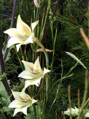 Gladiolus longicollis