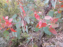 Eucalyptus delegatensis