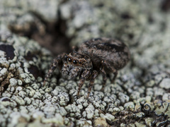 Attulus monstrabilis