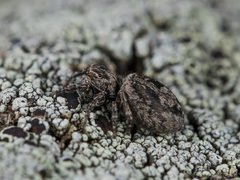 Attulus monstrabilis