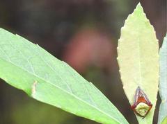 Araneus viridiventris