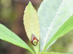 Araneus viridiventris