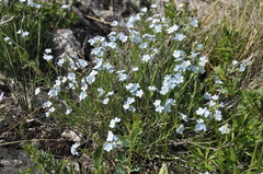 Eritrichium pauciflorum
