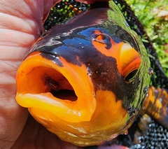 Goldfish photo 2